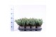 Juniperus horizontalis blue chip 