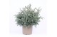 Chamaecyparis pisifera baby blue 