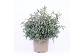 Chamaecyparis pisifera baby blue
