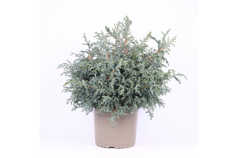Chamaecyparis pisifera baby blue 