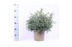 Chamaecyparis pisifera baby blue 