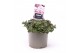 Sedum sunsparkler lime zinger 