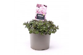 Sedum sunsparkler lime zinger