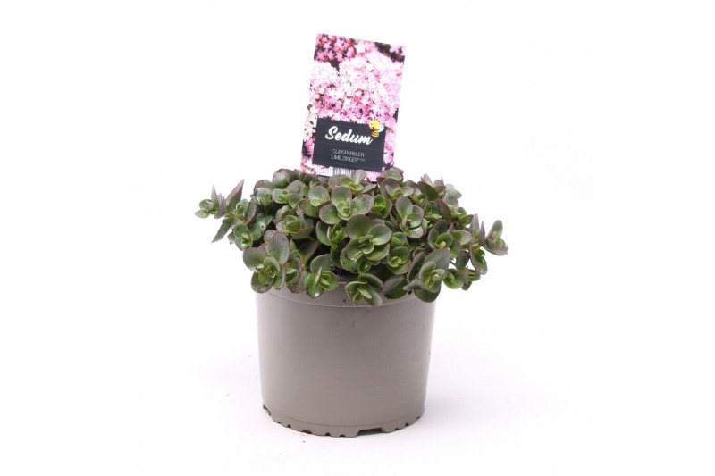 Sedum sunsparkler lime zinger 