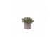 Sedum sunsparkler lime zinger 