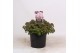 Sedum sunsparkler lime zinger 
