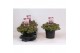 Sedum sunsparkler lime zinger 