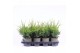 Juniperus x pfitzeriana mint julep 