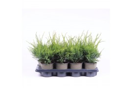 Juniperus x pfitzeriana mint julep