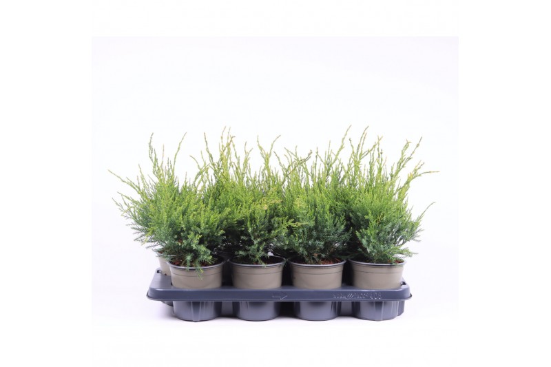 Juniperus x pfitzeriana mint julep 