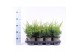 Juniperus x pfitzeriana mint julep 