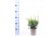 Juniperus x pfitzeriana mint julep 
