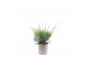 Juniperus x pfitzeriana mint julep 
