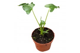 Alocasia Alocasia Triangularis 1 pp