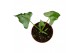 Alocasia Alocasia Triangularis 1 pp 