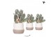 Opuntia microdasys albispina Kolibri Greens Opuntia white in Imperfect 