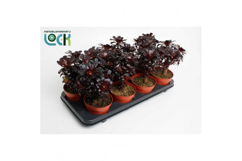 Aeonium arboreum Nigrum 