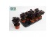 Aeonium arboreum Nigrum 