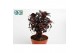 Aeonium arboreum Nigrum 