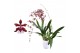 Oncidium cherry baby 2 tak  met wit keramiek 