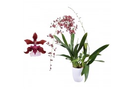 Oncidium cherry baby 2 tak  met wit keramiek
