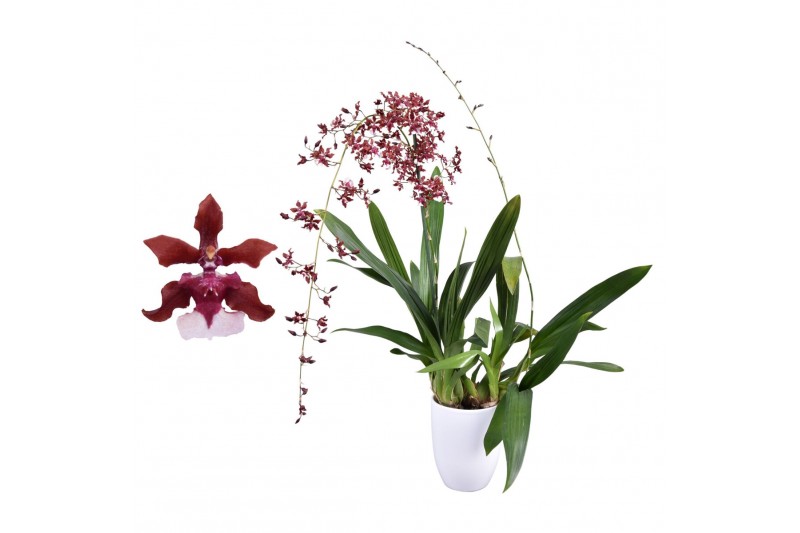 Oncidium cherry baby 2 tak met wit keramiek Oncidium cherry baby 2 tak met wit keramiek