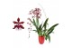 Oncidium cherry baby 2 tak met rood keramiek 