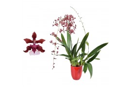 Oncidium cherry baby 2 tak met rood keramiek