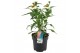 Echinacea sunseekers white perfection 