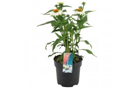 Echinacea sunseekers white perfection