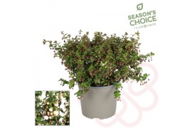 Molinae Pretty Berry Ugni molinae Pretty Berry P17 1 pp 30 cm diameter