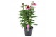 Echinacea purpurea mooodz courage 