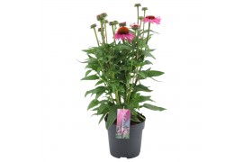 Echinacea purpurea mooodz courage