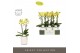 Phalaenopsis multiflora anthura arezzo Optimost - Arezzo - 2 tak - Mol 