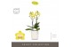 Phalaenopsis multiflora anthura arezzo Optimost - Arezzo - 2 tak - Mol 