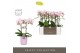 Phalaenopsis multiflora floriclone angel eyes Optimost - Angel Eyes -  
