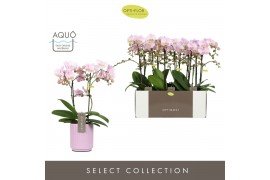 Phalaenopsis multiflora floriclone angel eyes Optimost - Angel Eyes - 
