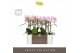 Phalaenopsis multiflora floriclone angel eyes Optimost - Angel Eyes -  