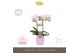 Phalaenopsis multiflora floriclone angel eyes Optimost - Angel Eyes -  