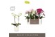 Phalaenopsis multiflora mix Optimost - Sensual Mix - 2 tak - Molise Wh 
