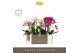 Phalaenopsis multiflora mix Optimost - Sensual Mix - 2 tak - Molise Wh 