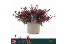 Gaura gaudi red