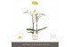 Phalaenopsis wit Maistro Beethoven - 2 tak, 18+ bloem - 50cm - Lazio W 