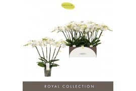 Phalaenopsis wit Theatro Jazz - 6 tak, 40+ bloem