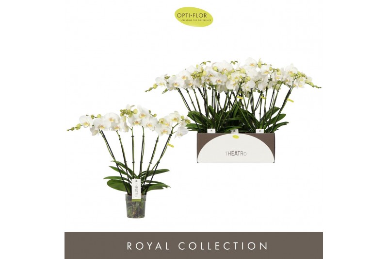 Phalaenopsis wit Theatro Jazz - 6 tak, 40+ bloem 