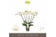 Phalaenopsis wit Theatro Jazz - 6 tak, 40+ bloem 