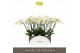 Phalaenopsis wit Theatro Jazz - 6 tak, 40+ bloem 
