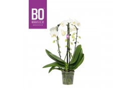 Phalaenopsis wit BO - Cascade - 3 tak, 18+ bloem