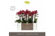 Phalaenopsis multiflora red lion Optimost - Red Lion - 3 tak - Emilia  