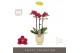 Phalaenopsis multiflora red lion Optimost - Red Lion - 3 tak - Emilia  